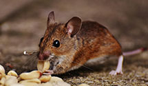 24 Hour & Emergency Exterminators in Turners Station, KY